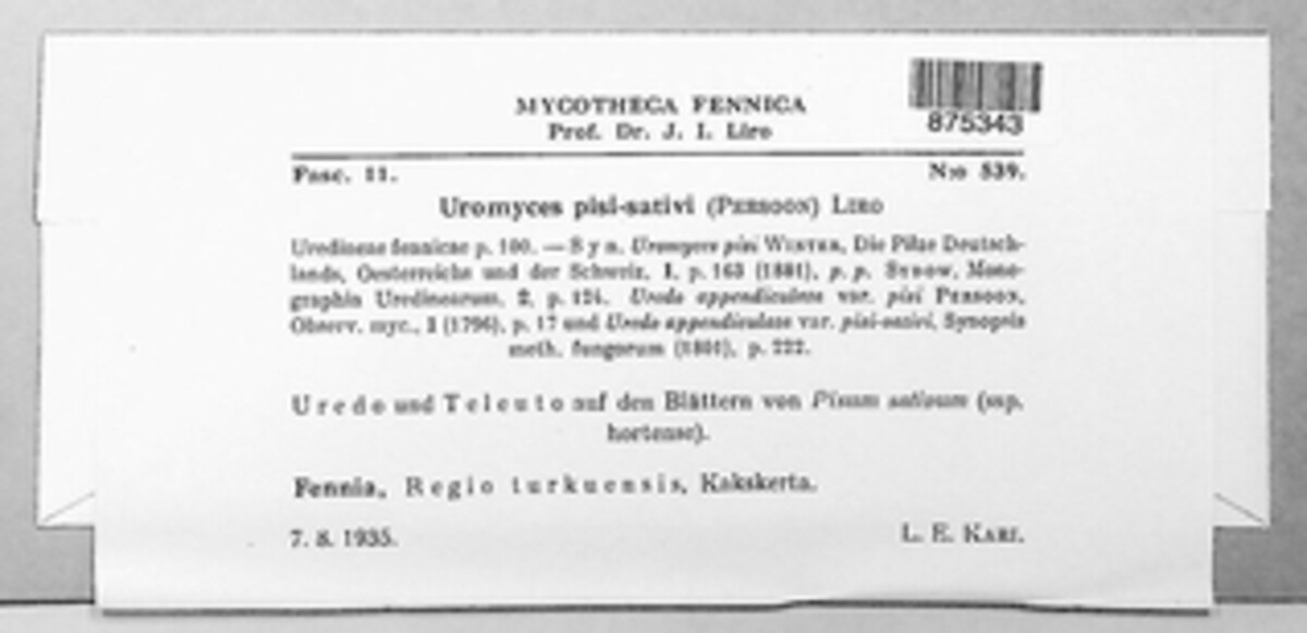 Uromyces pisi-sativi image